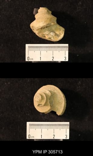 Worthenia tabulata