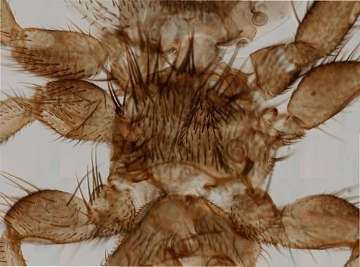 Melophagus ovinus