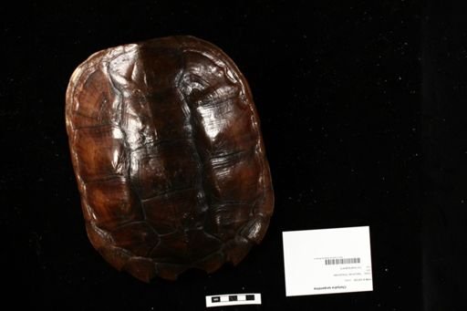 Chelydra serpentina