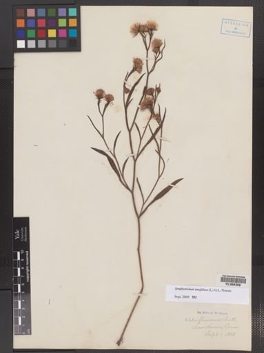 Symphyotrichum tradescantii
