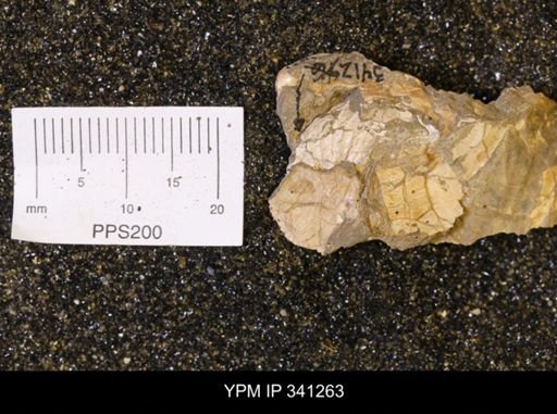 Scaphites sp.