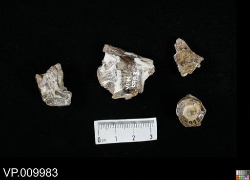 undet. Actinopterygii