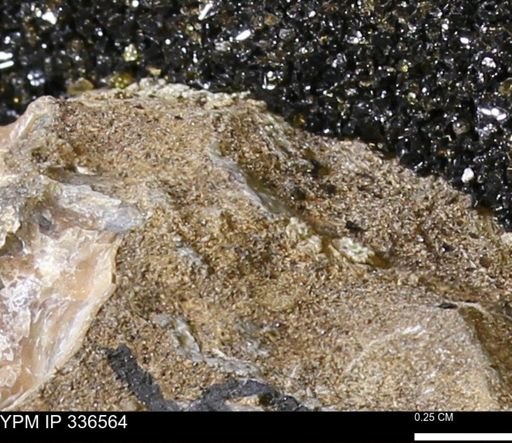 undet. Mollusca