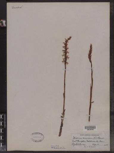 Ibidium cernuum