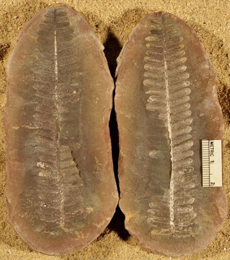Pecopteris unitus