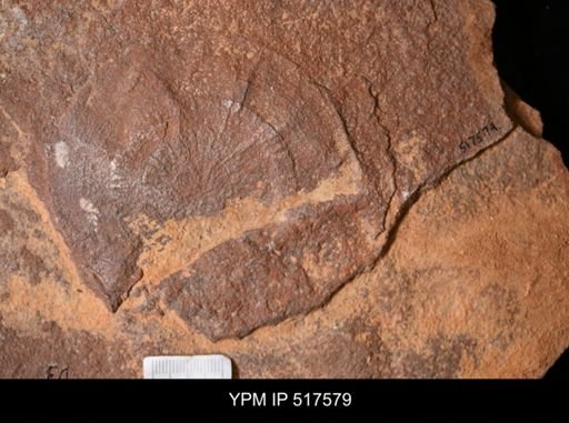 undet. Echinodermata