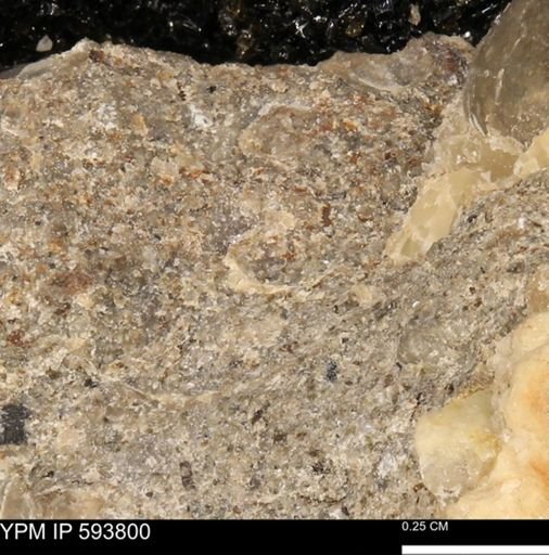 undet. Mollusca