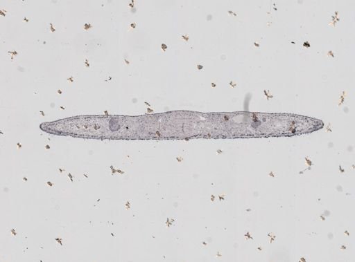 Phagocata gracilis