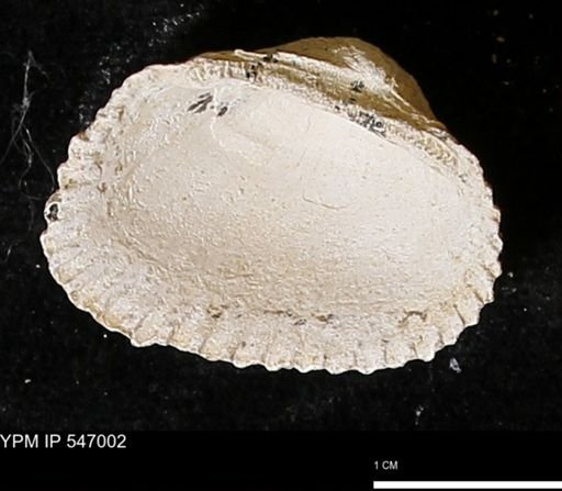 Scapharca transversa