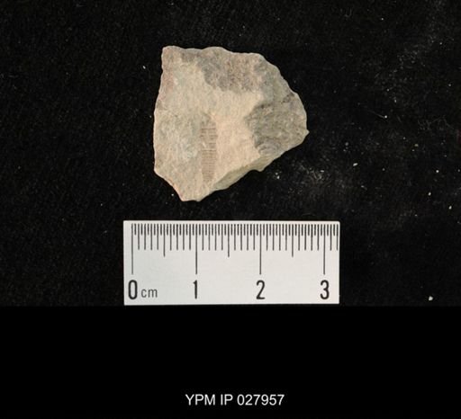 undet. Hexapoda