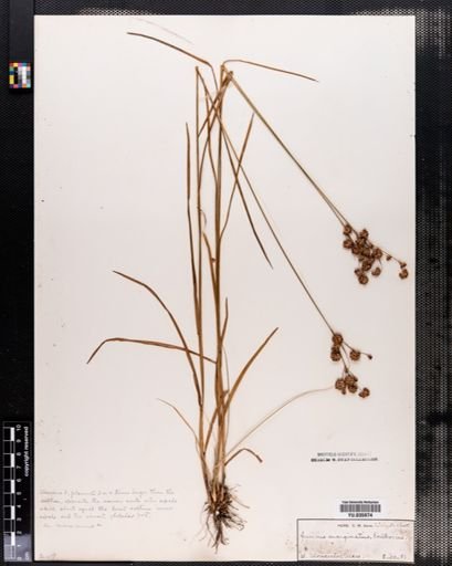 Juncus marginatus