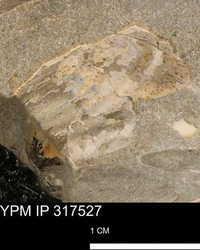 Inoceramus?