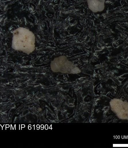 undet. Heterohelicidae