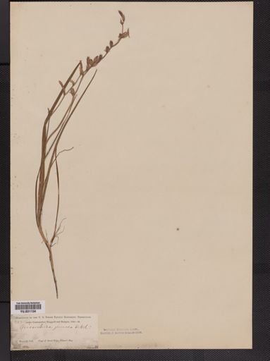 Geissorhiza