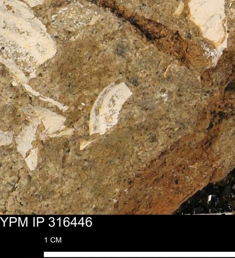 undet. Mollusca