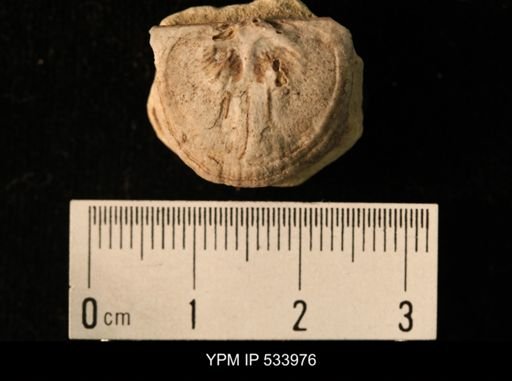 Rafinesquina minnesotensis