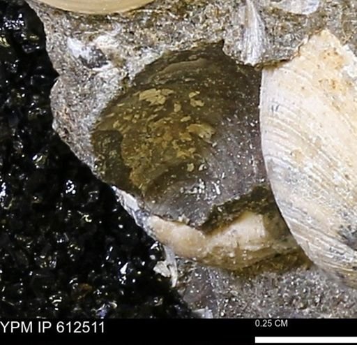 Protocardia sp.