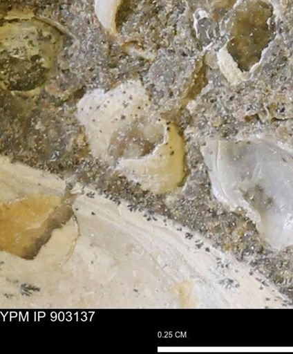 Corbulamella?