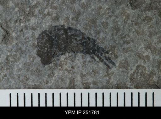 undet. Eurypterida