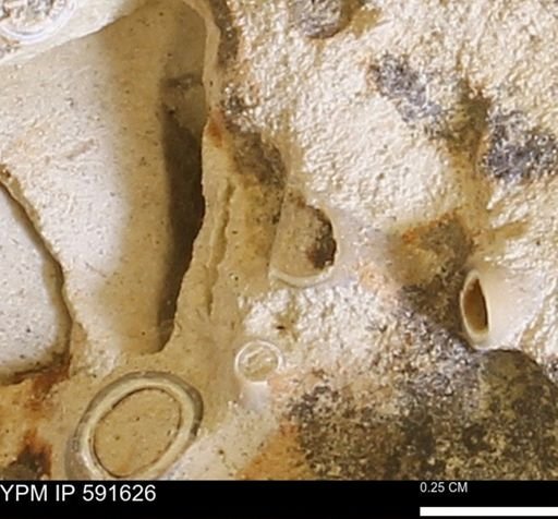 Serpulidae