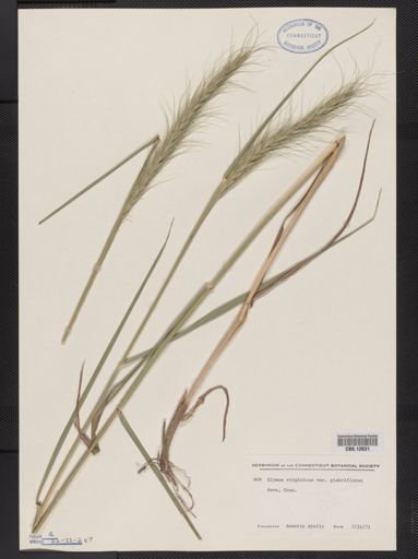 Elymus virginicus