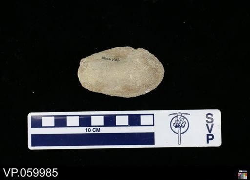 Toxochelyidae?
