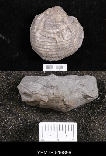Echinoconchus?