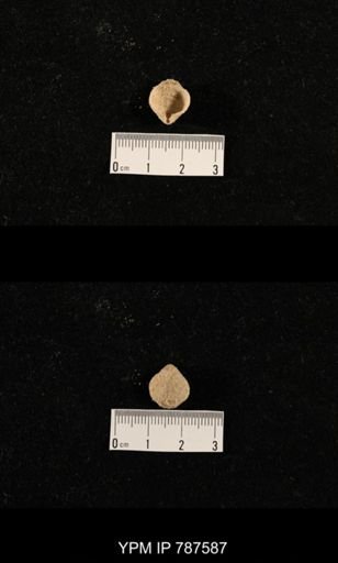 undet. Brachiopoda