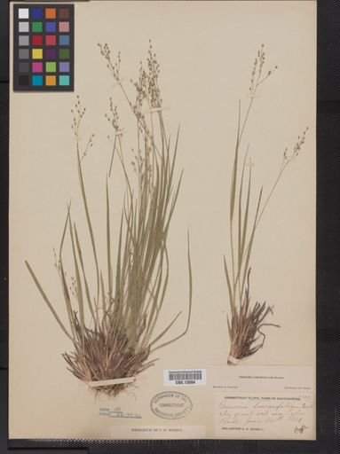 Panicum linearifolium