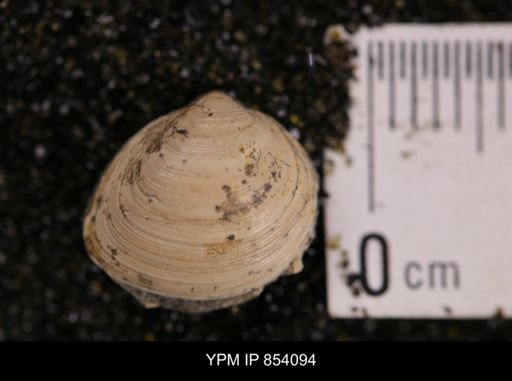 Limopsis striatopunctatus