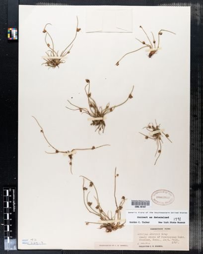 Scirpus smithii