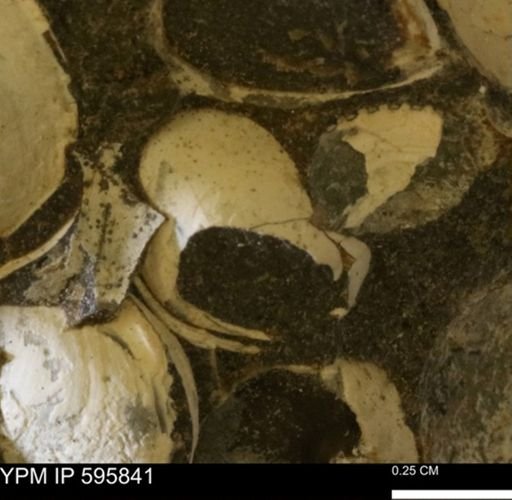 Protocardia sp.