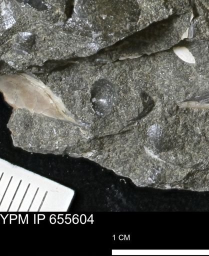 Oxytoma (Hypoxytoma) nebrascana