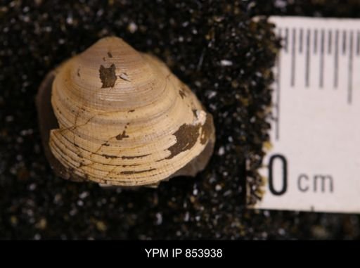 Limopsis striatopunctatus