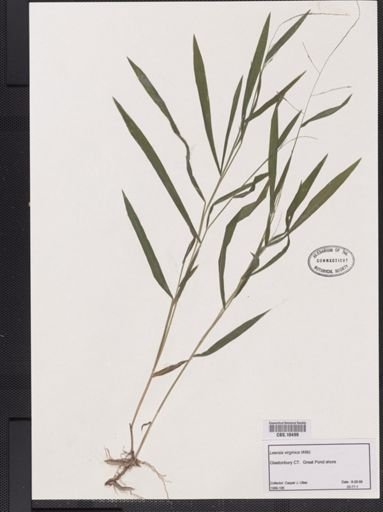 Leersia virginica