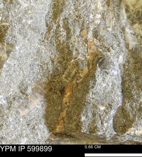 undet. Bivalvia