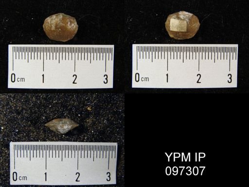 Nucleospira pisiformis