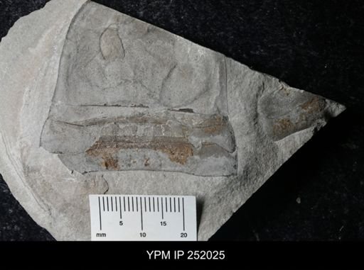 Eurypterus sp.