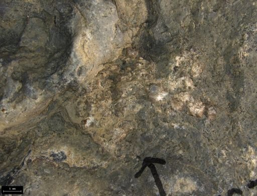 Aplocoma damesii