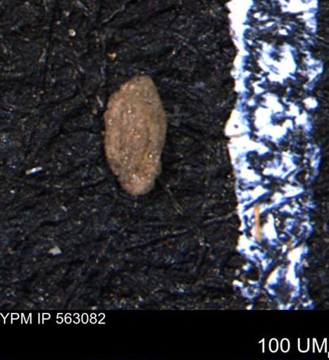Miliammina manitobensis