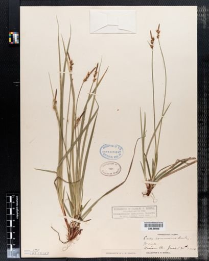 Carex communis