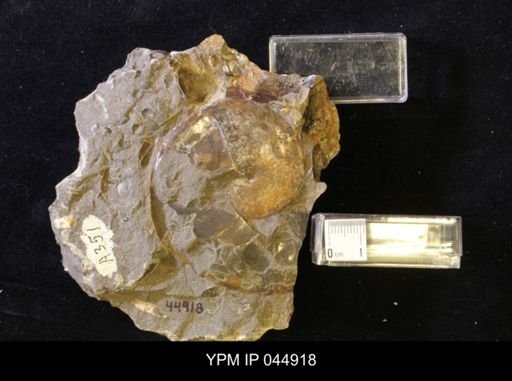 Sphenodiscus lenticularis