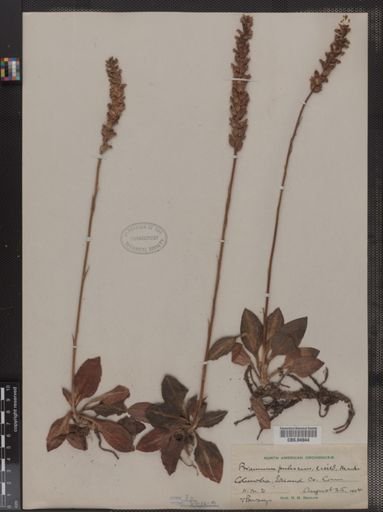 Peramium pubescens