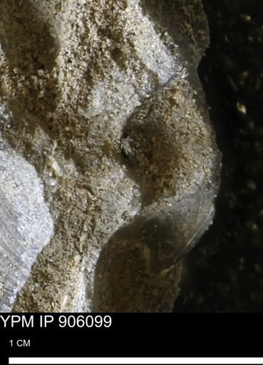 undet. Bivalvia