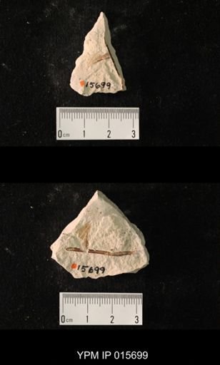 Permoblattina permiana