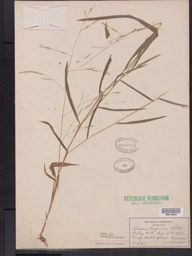 Leersia virginica