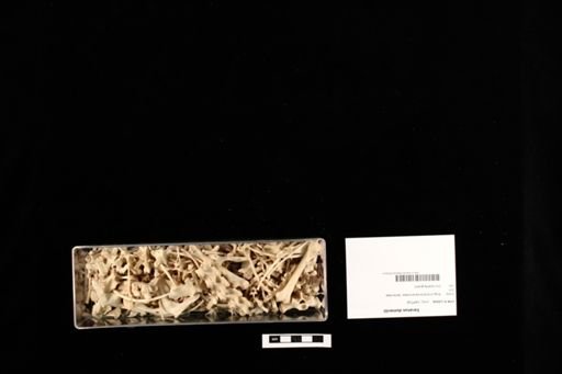 Varanus dumerilii