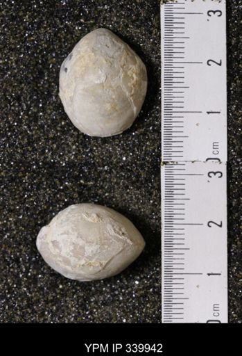 Kingena wacoensis