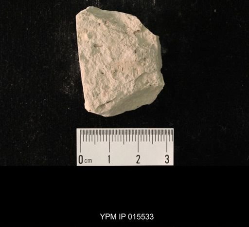 Probnis speciosa