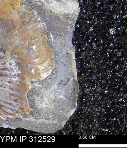 undet. Scaphitidae